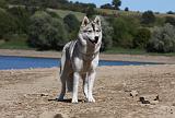 SIBERIAN HUSKY 636
